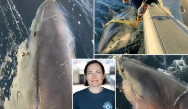 Scientist tracking biggest great white shark ever Contender reveals how to escape encounter