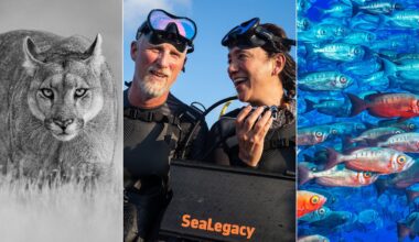 A collage with three images: a close-up of a puma in black and white; two scuba divers in wetsuits smiling, holding gear labeled "SeaLegacy"; and a vibrant underwater scene with a school of colorful fish.