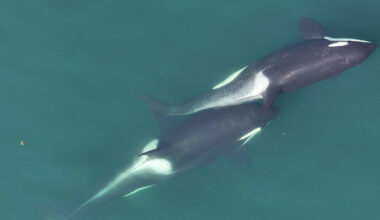 A small length of kelp is visible between the two whales that are "allokelping." Mandatory Credit: Center for Whale Research via CNN Newsource