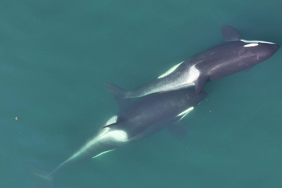 A small length of kelp is visible between the two whales that are "allokelping." Mandatory Credit: Center for Whale Research via CNN Newsource