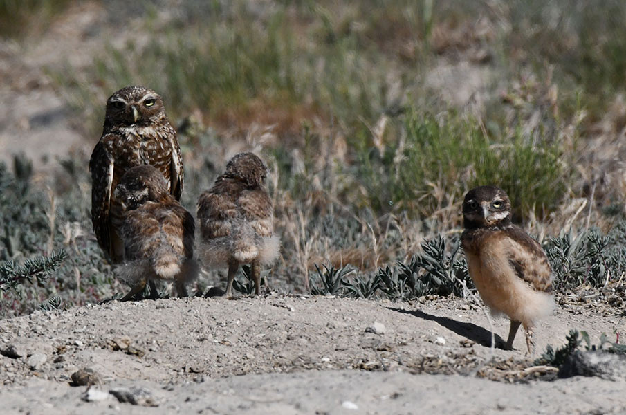 Two of the older owlets explore near the burrow while the younger one stays close to mom. | Bill Schiess, EastIdahoNews.com