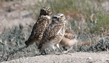 A pair of Burrowing owls with one owlet. The darker adult is the female as her feathers have not sun-bleached because she has been sitting on eggs in the burrow.