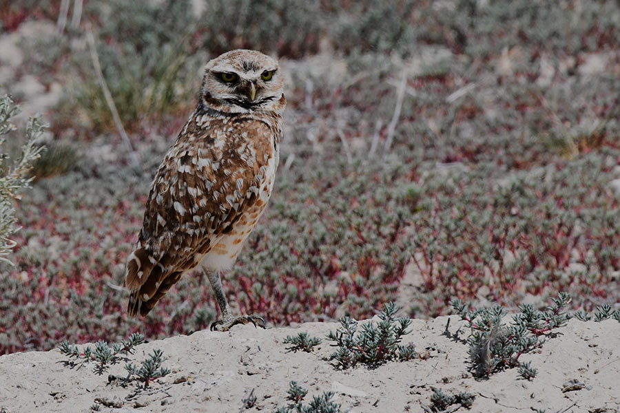 A male Burrowing owl stands guard over a burrow where the female remains in a burrow with her eggs or owlets that are too young to emerge from the nest. | Bill Schiess, EastIdahoNews.com