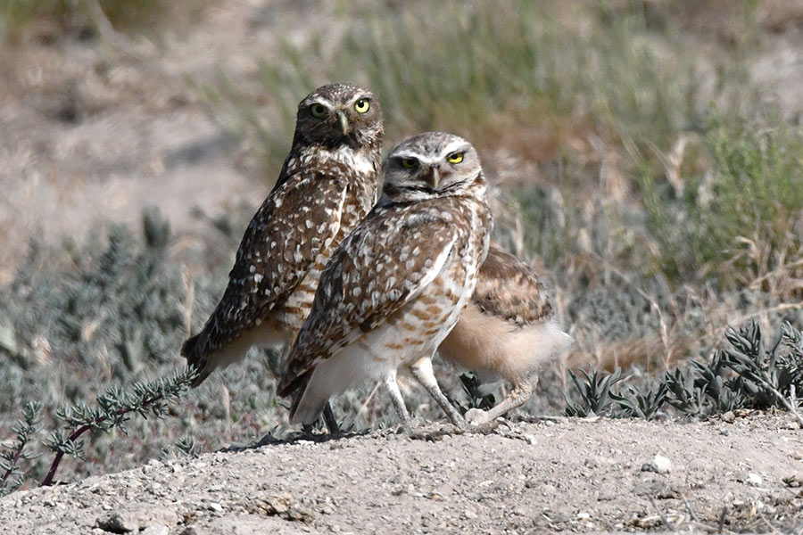 A pair of Burrowing owls with one owlet. The darker adult is the female as her feathers have not sun-bleached because she has been sitting on eggs in the burrow.