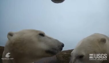 polar bears
