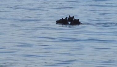 Video shows mama bear swim across Massachusetts reservoir with cubs on her back