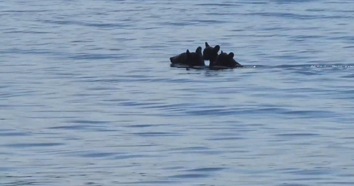 Video shows mama bear swim across Massachusetts reservoir with cubs on her back