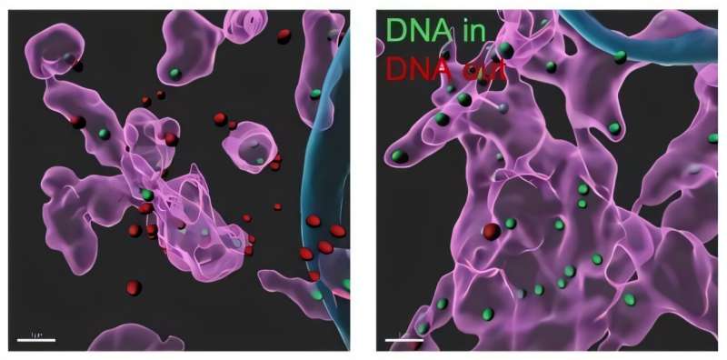 Researchers identify lost genetic messages as a target for treating dementia