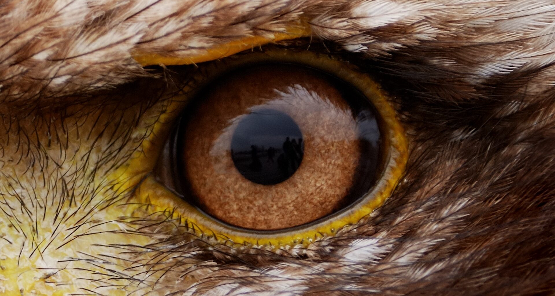 a close-up of an eagle's eyes