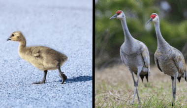 Two Sandhill Cranes Have Adopted A Canada Gosling, And It’s Ridiculously Adorable