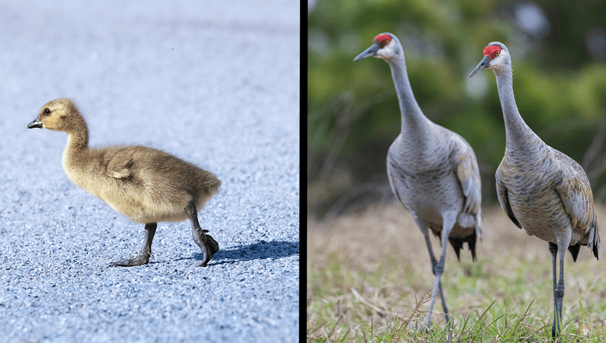 Two Sandhill Cranes Have Adopted A Canada Gosling, And It’s Ridiculously Adorable