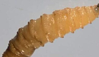 Texas agencies gang up to combat invasive screwworm