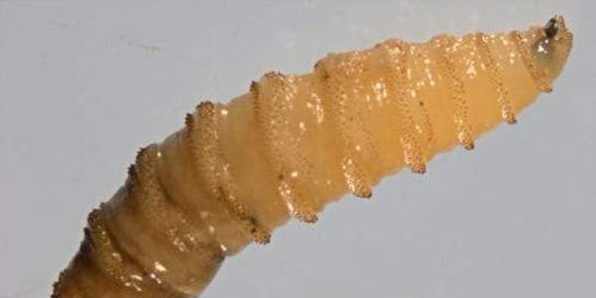 Texas agencies gang up to combat invasive screwworm