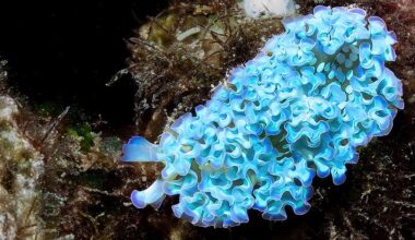 Sea Slugs Steal Body Parts From Prey to Gain Their Powers : ScienceAlert