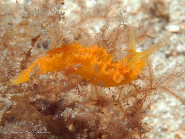 Strange Slug Steals Body Parts From Other Organisms to Gain New Powers