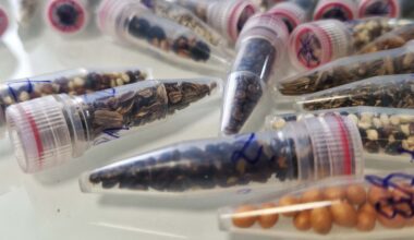 Scientists Are Sending Cannabis Seeds to Space