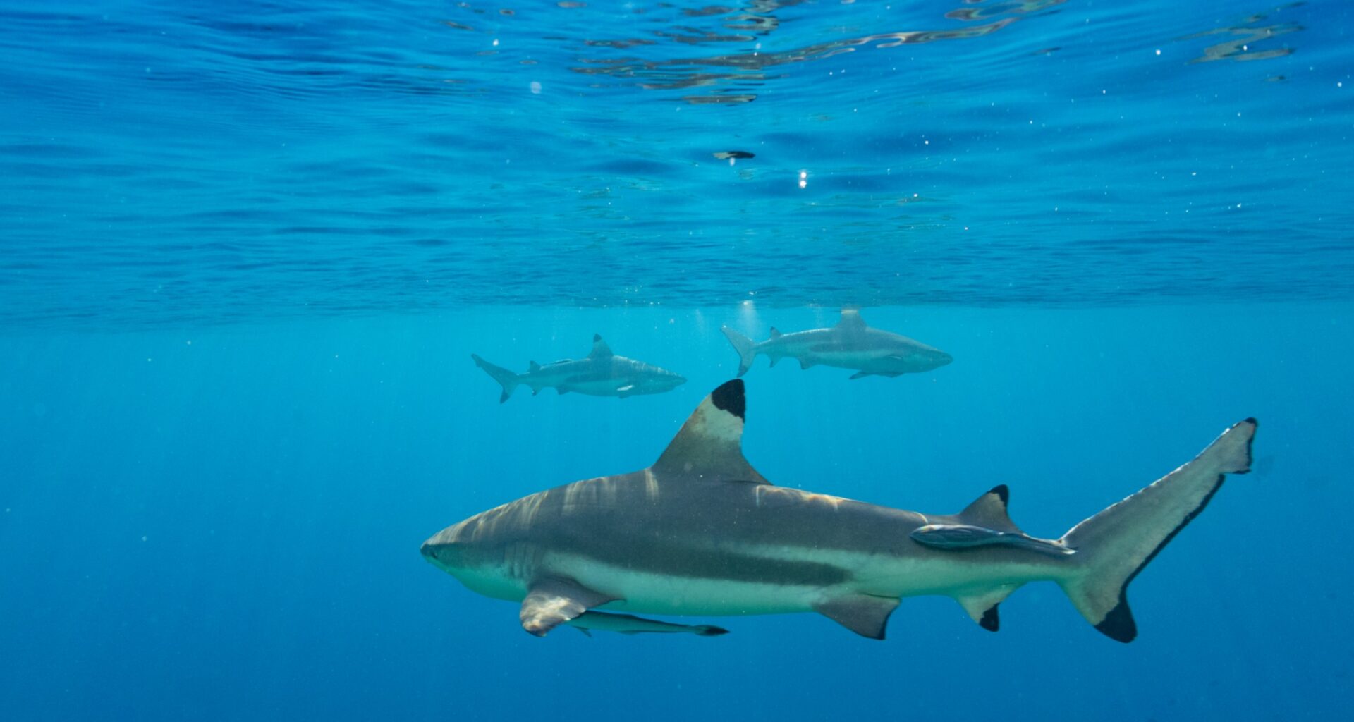 Scientists still don't know why sharks 'freeze' when turned upside down
