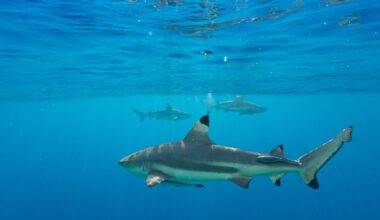 Scientists still don't know why sharks 'freeze' when turned upside down