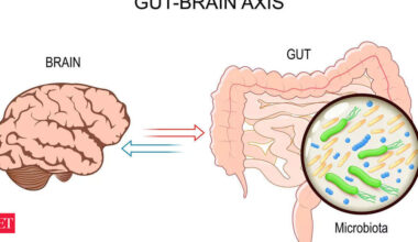 Top 10 foods ranked for gut-brain axis by a Harvard-trained doctor - How Food Affects the Gut-Brain Axis