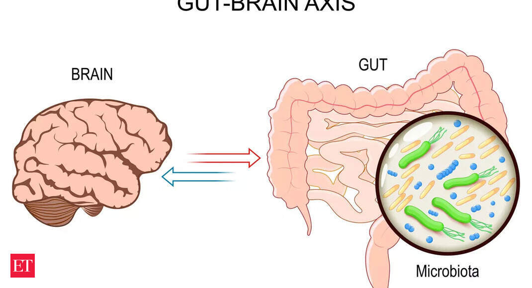 Top 10 foods ranked for gut-brain axis by a Harvard-trained doctor - How Food Affects the Gut-Brain Axis