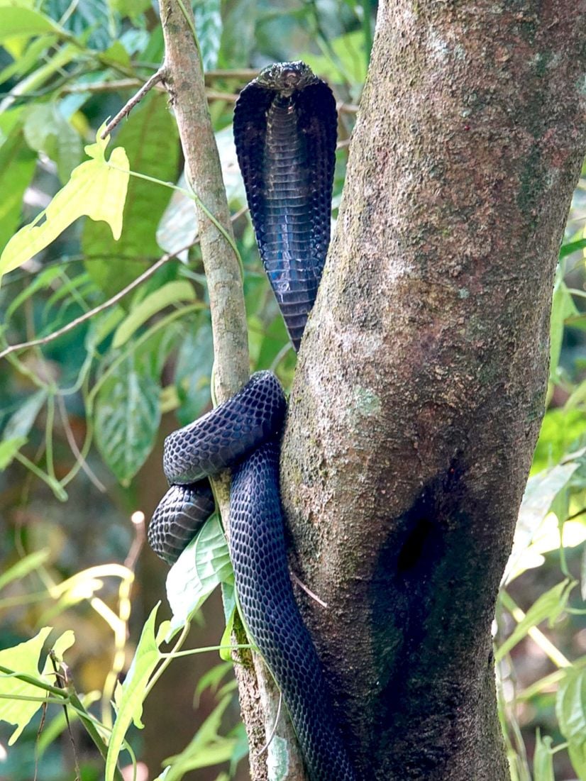 spitting cobra tree