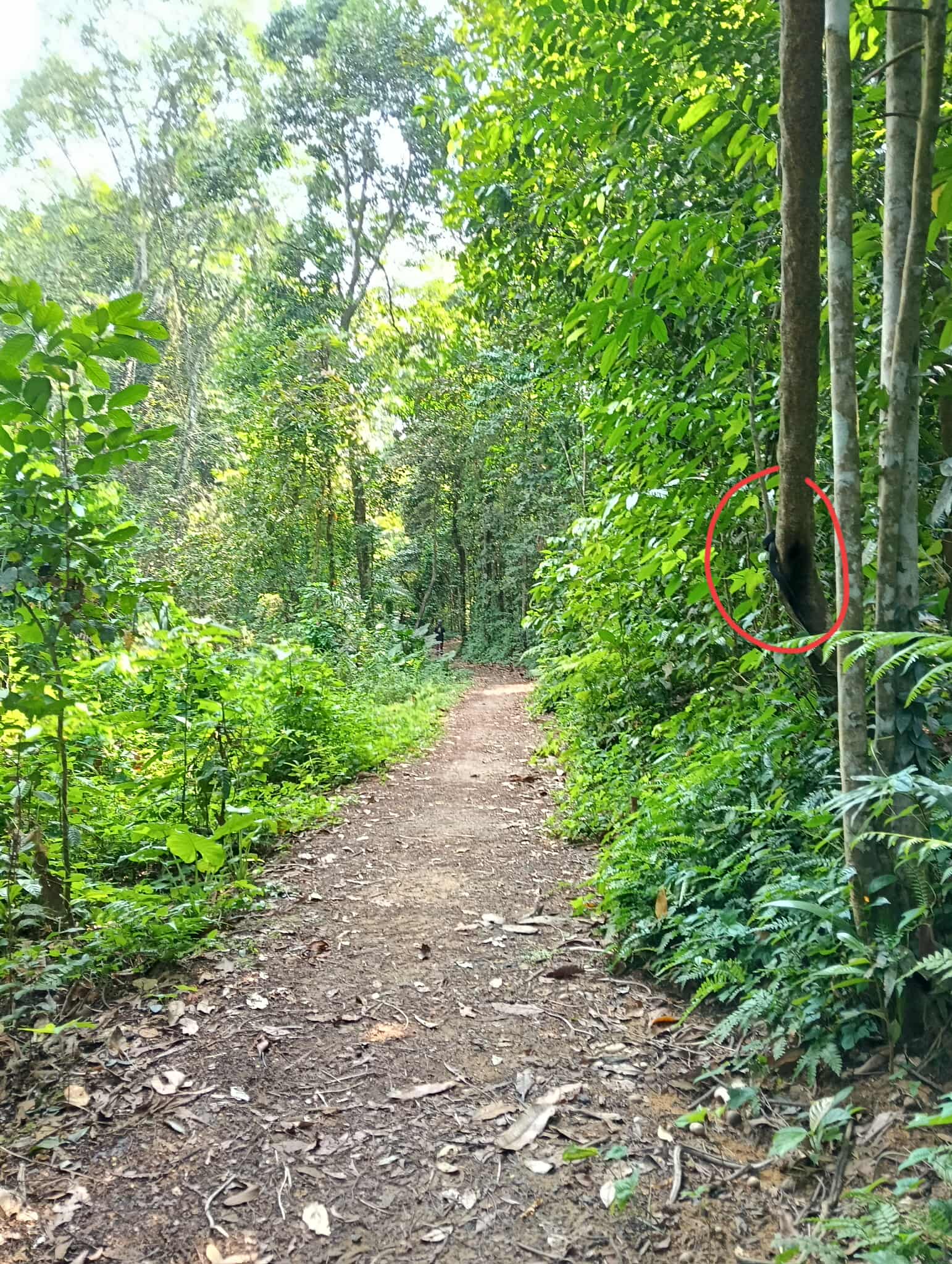 spitting cobra tree