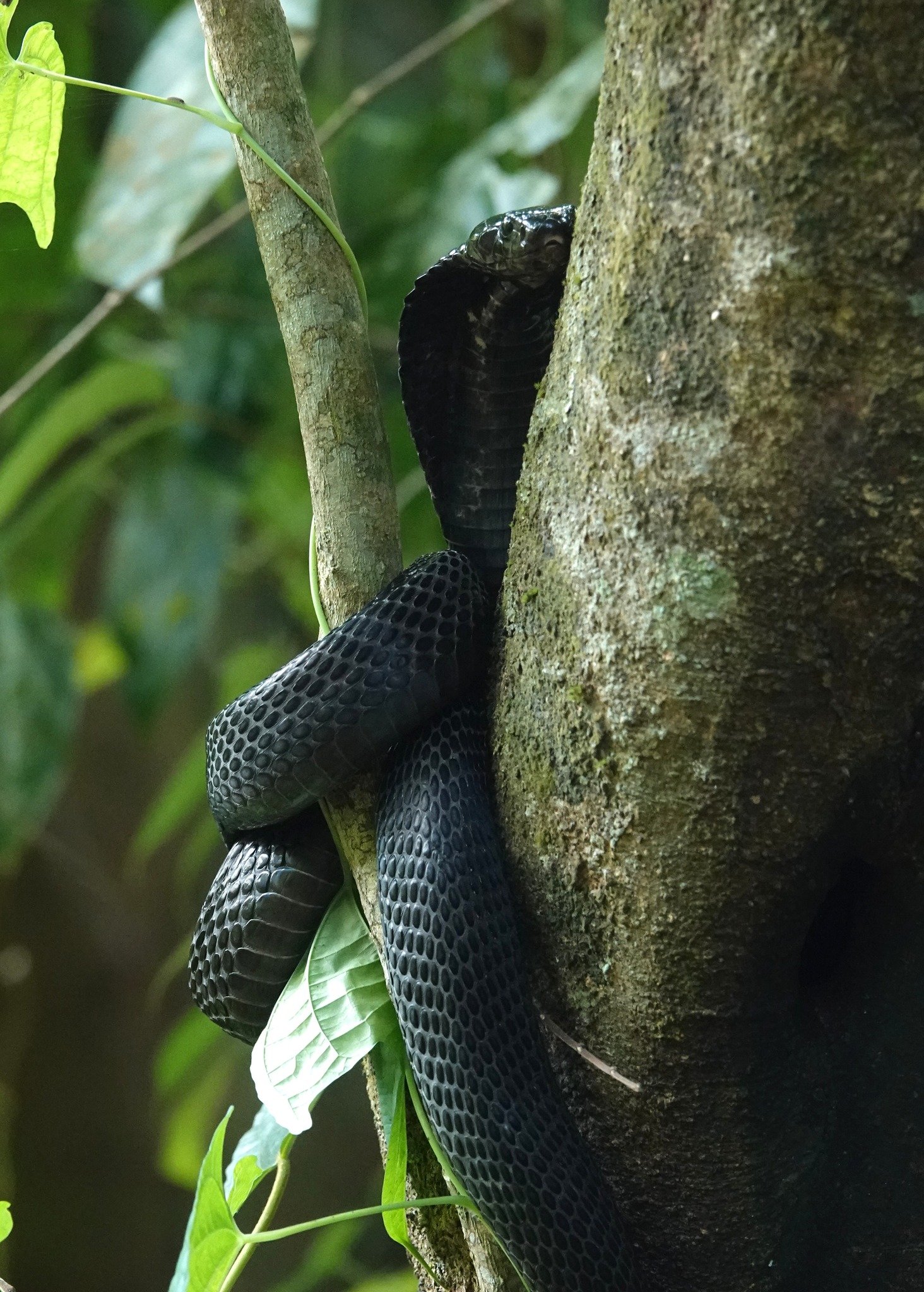 spitting cobra tree