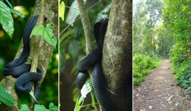 Black spitting cobra spotted coiling on tree next to path, gives warning displays at Windsor Nature Park