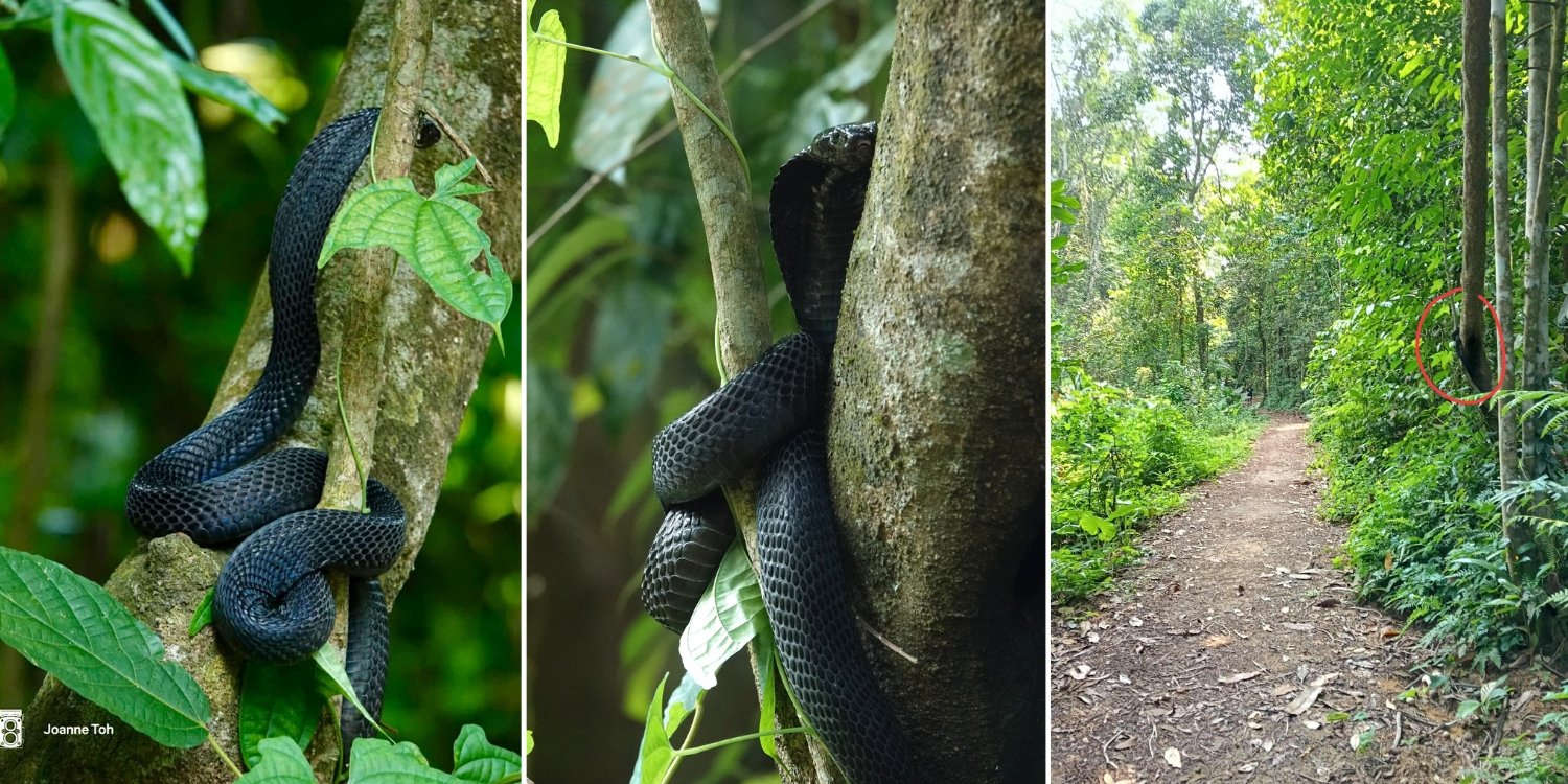 Black spitting cobra spotted coiling on tree next to path, gives warning displays at Windsor Nature Park