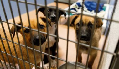 Humane Society won't follow through on threats to end service to San Diego thanks to last-minute concessions