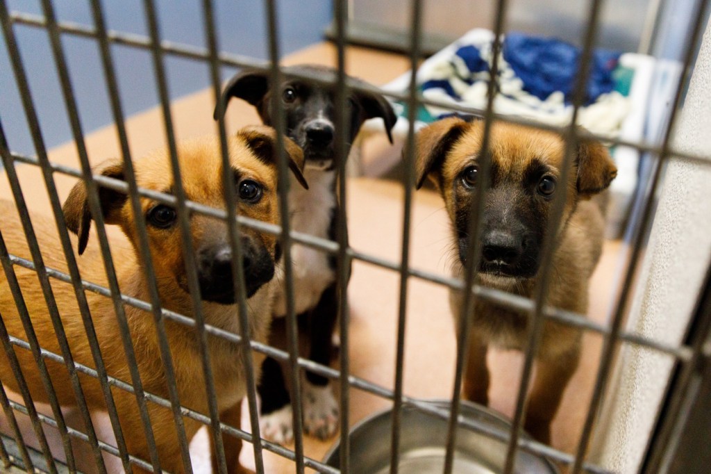 Humane Society won't follow through on threats to end service to San Diego thanks to last-minute concessions
