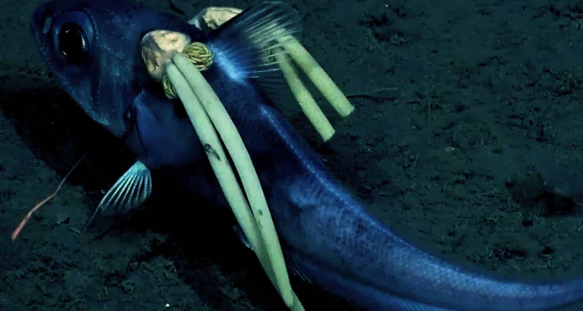 The Rattail Fish Was Filmed Swimming Off The South Sandwich Islands With A Pair Of Parasites Attached To Either Side Of Its Head