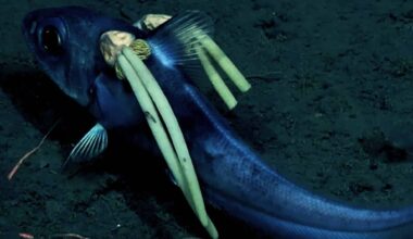 The Rattail Fish Was Filmed Swimming Off The South Sandwich Islands With A Pair Of Parasites Attached To Either Side Of Its Head
