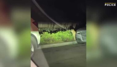 Mountain lion spotted in Watsonville