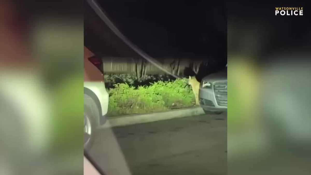 Mountain lion spotted in Watsonville