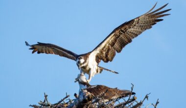 Eastern Shore osprey population 'near complete collapse'