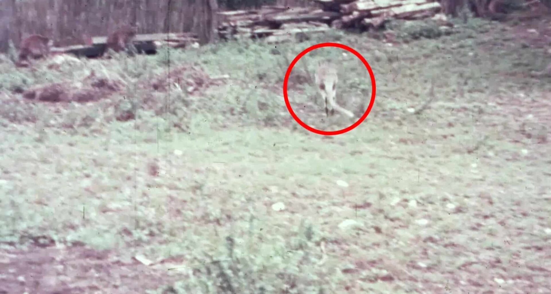 Unearthed Footage Reveals Extinct Australian Species In Full Colour For The First Time