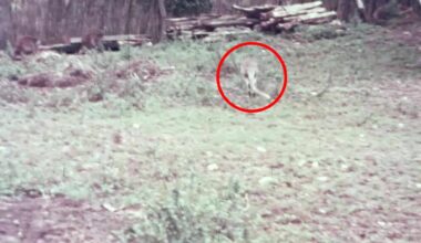 Unearthed Footage Reveals Extinct Australian Species In Full Colour For The First Time