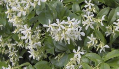 In praise of jasmine, the quintessential LA scent
