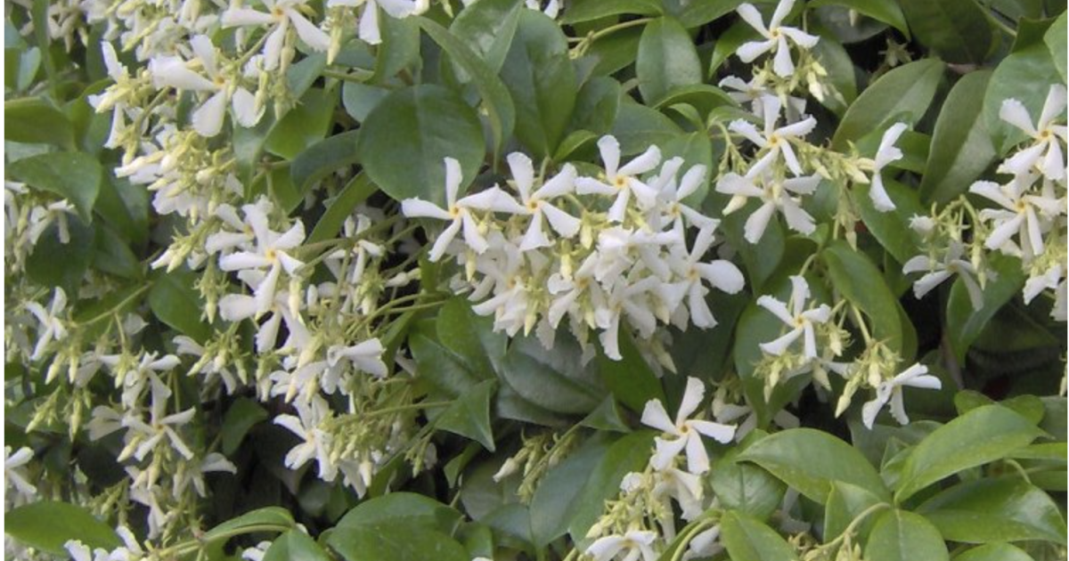 In praise of jasmine, the quintessential LA scent