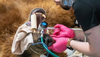Alaska brown bear at Minnesota zoo gets a new metal canine tooth