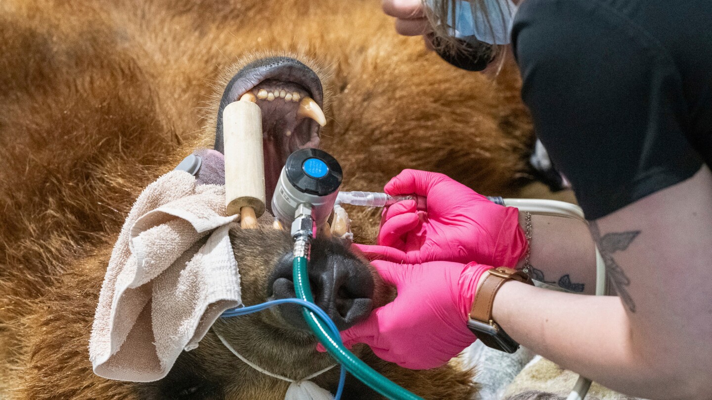 Alaska brown bear at Minnesota zoo gets a new metal canine tooth