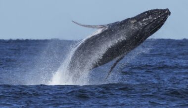 Commuter traffic stops for whales on Australia's humpback highway