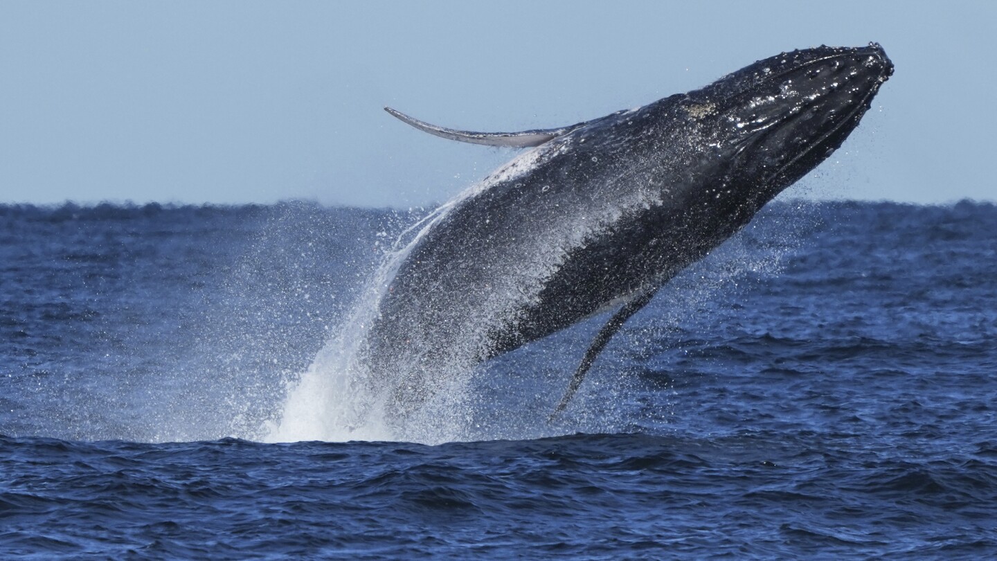 Commuter traffic stops for whales on Australia's humpback highway