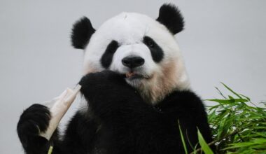 Japanese fans say goodbye to a giant panda family before they return to China
