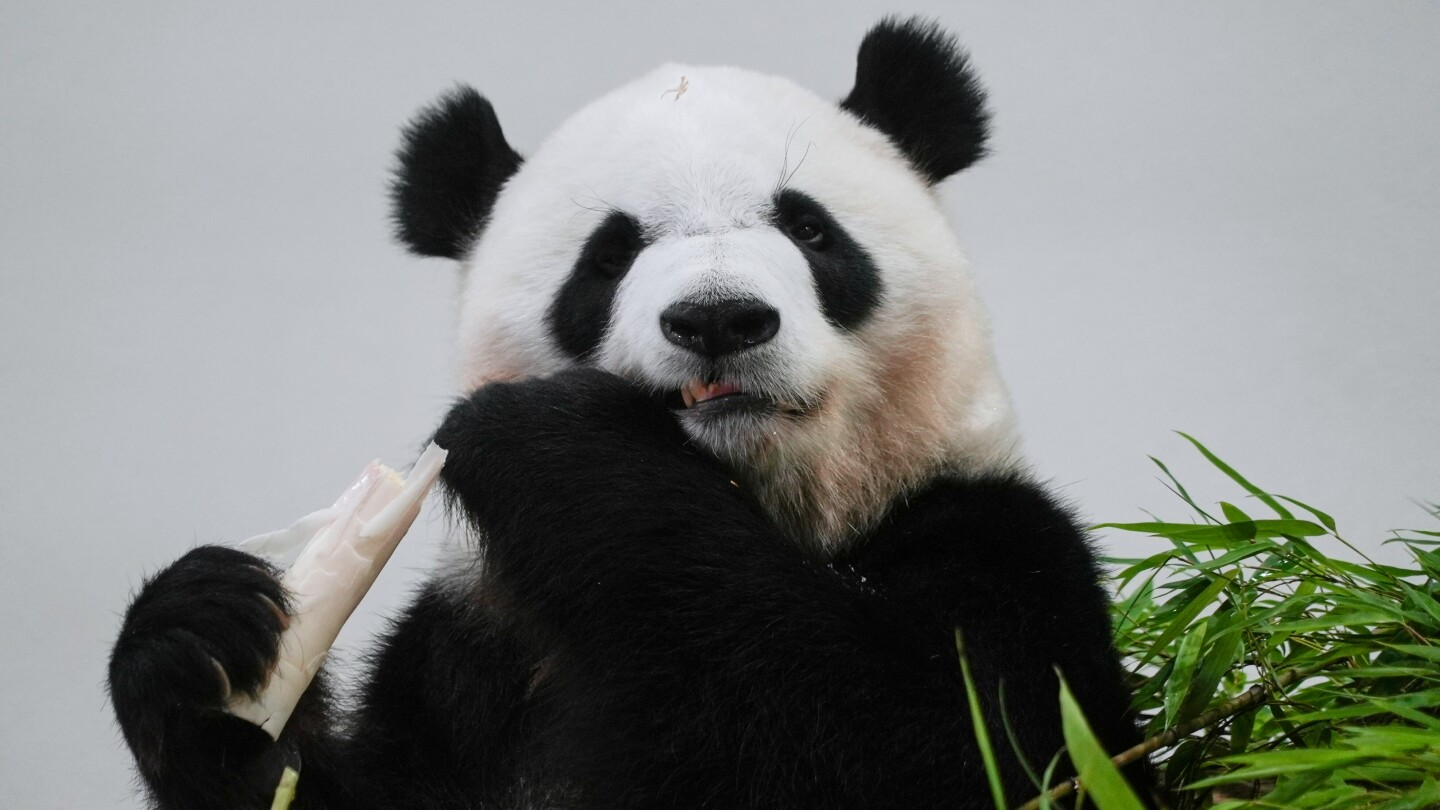 Japanese fans say goodbye to a giant panda family before they return to China