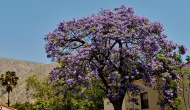 The wildfires burned their jacarandas. Now they await signs of rebirth