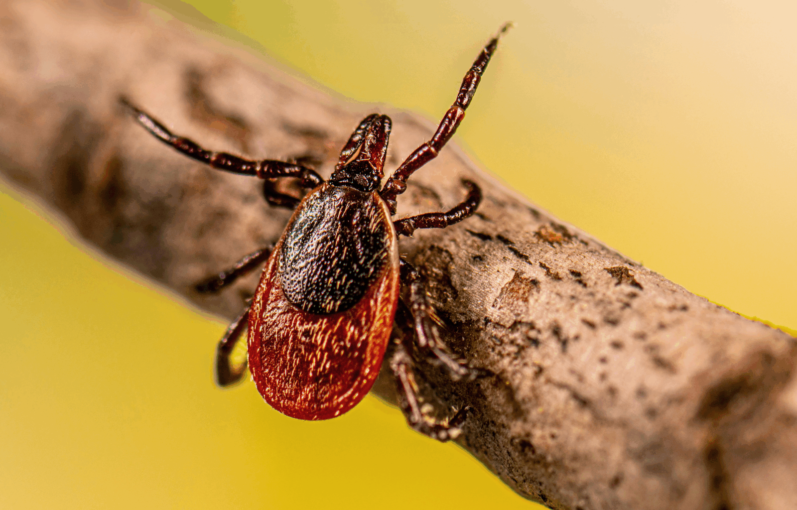 Person dies from tick-borne virus in Bayfield County - Duluth News Tribune