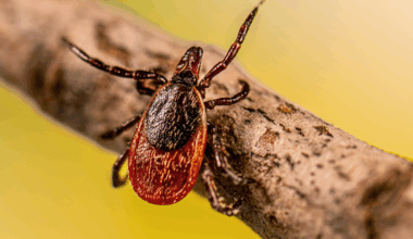 Person dies from tick-borne virus in Bayfield County - Duluth News Tribune