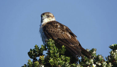 State penalties strengthened for harming native wildlife